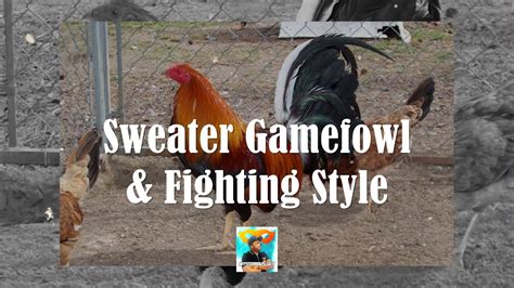 winningest gamefowl bloodline|Sweater Gamefowl History and Its Fighting Style.
